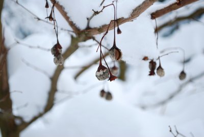 Styrax japonicus - sturač japonský - zima